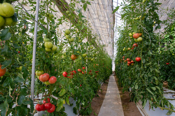 トマトのハウス栽培