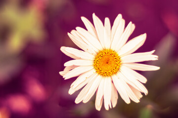 Obraz premium Nature spring blurred background with empty copy space and white daisy flower