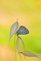Closeup beautiful butterfly sitting on the flower in a summer garden