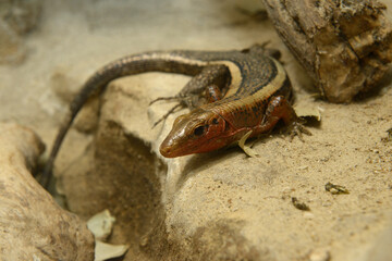 Madagascar red-sided plated lizard, Zonosaurus Madagascariensis, sitting in the aviary of zoo