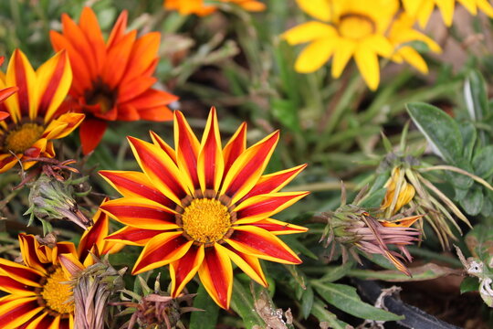 GAZANIA - AFRICAN DAISY. Belonging, botany.
A Fresh GAZANIA - AFRICAN DAISY in the Ghani Bagh of Hayatabad Peshawar. Peshawar is known as the city of flowers in Pakistan due to its conformity for cult