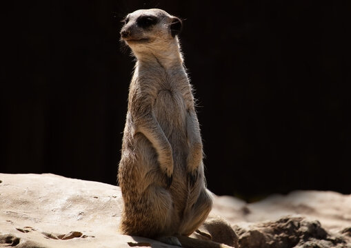 Little meerkat stands on a large stone in the steppe © Oleg Kolesnikov