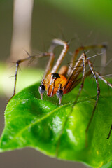 beautiful macro closeup shots of insects