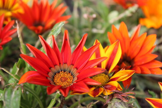 GAZANIA - AFRICAN DAISY. Belonging, botany.
A Fresh GAZANIA - AFRICAN DAISY in the Ghani Bagh of Hayatabad Peshawar. Peshawar is known as the city of flowers in Pakistan due to its conformity for cult
