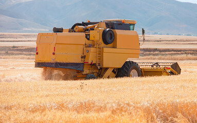 Combine harvester in field wheat