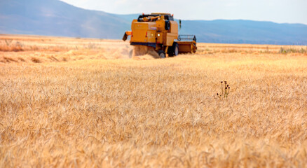 Obraz premium Combine harvester in field wheat