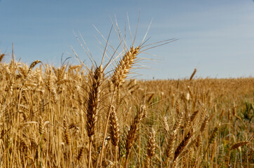 field of golden wheat 