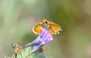Macro Photography of Yellow Moth on Twig of Plant.