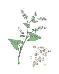 Buckwheat plant with flowers and buckwheat groats. Vector hand drawn illustration 