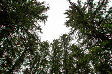 Obraz premium The mountains. Hiking in the mountains. Rainy day in the mountains. Summer in the mountains. Тatras.