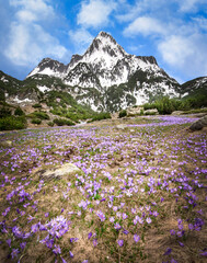 Beautiful field of violet crocus flowers front of the Pirin mountain covered with snow at spring time in Bulgaria. Landscape	
