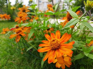 orange marigold flowers