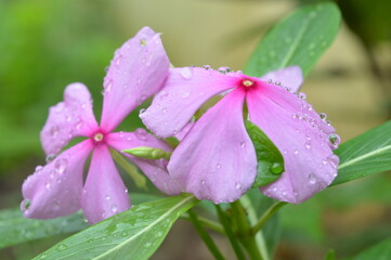 pink flower with water drops