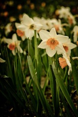 Fototapeta premium lily of the valley in the rain