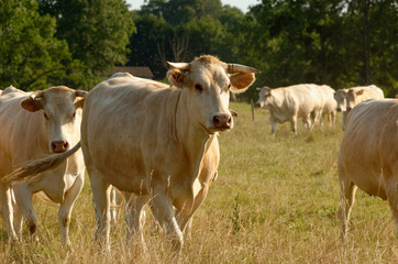 Naklejka na ściany i meble Beige/white french cows in a field