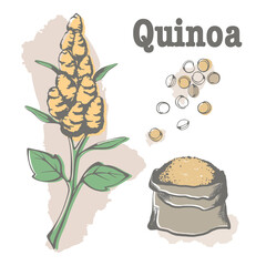 quinoa: plant and quinoa seeds. Super food. Vector hand drawn illustration