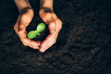 Hands holding green seedling, sprout over soil. Top view. New life, eco, sustainable living, zero...