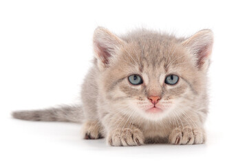 Little gray lying kitten.