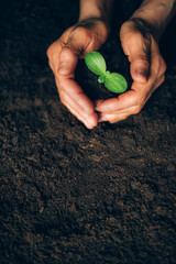 Hands holding green seedling, sprout over soil. Top view. New life, eco, sustainable living, zero waste, plastic free, earth day, investment concept. Sustainable business with environmental concern
