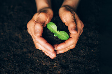 Woman hands holding green seedling, sprout over soil. Top view. Copy space. New life, eco,...