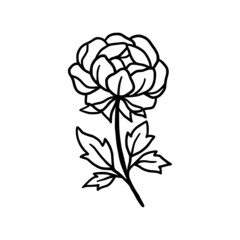 Hand drawn monochrome peony flower element for wedding invitation, logo, symbol, greeting cards, decor, botanical icon, or banner. Summer, spring, and autumn botany element