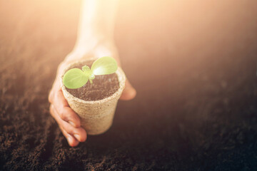 Hand holding potted seedlings growing in biodegradable pots over soil background with copy space. Banner. Agriculture, organic gardening, planting or ecology concept. Young sprouts. New life concept
