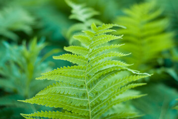 green paporotnik closeup, natural background,