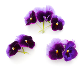 Fototapeta na wymiar Flowers of garden pansies (viola).