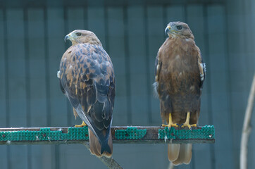 Long-legged buzzards, Buteo Rufinus, sitting on a nest in an aviary of zoo