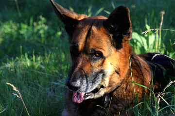 portrait of a German shepherd with his tongue hanging out on the background of nature