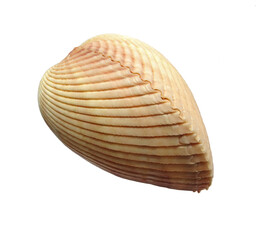 Big sea shell on a white background. Isolated