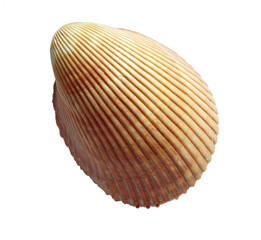 Big sea shell on a white background. Isolated