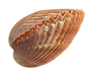 Big sea shell on a white background. Isolated