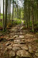 Road in the mountains among the trees. Rainy day in the mountains. Summer in the mountains. Тatras.