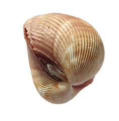 Big sea shell on a white background. Isolated