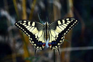 Fototapeta premium Closeup beautiful butterfly sitting on the flower in a summer garden
