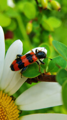 bug on a flower