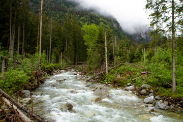 .River in the mountains among the trees. Rainy day in the mountains. Summer in the mountains. Waterfall. Tatra mountains..