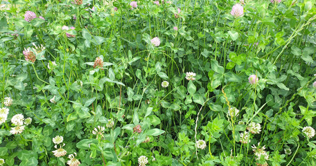 clover growing in the meadow