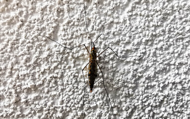winged worm on white wall