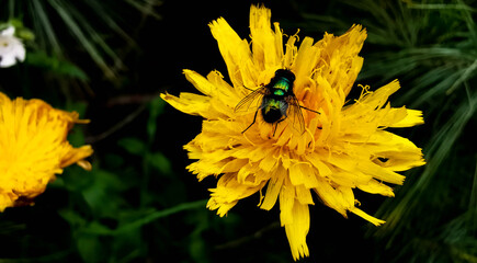 fly sitting on a yellow flower