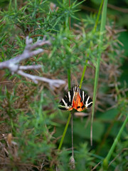 Fototapeta na wymiar Colorful butterfly standing on a plant