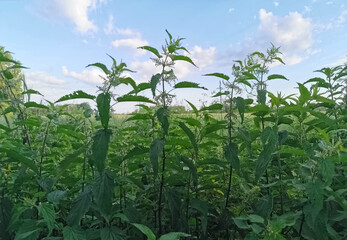 high nettles in the clouds
