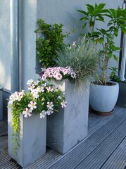 Sommerblumen