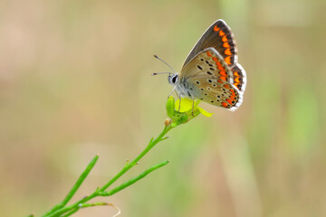 Fototapeta na wymiar Closeup beautiful butterfly sitting on the flower in a summer garden