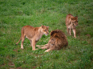 Wild lions resting on the grass