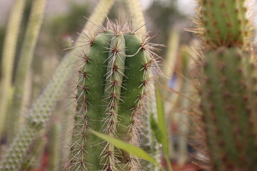 Saguaro Cactus close-up. Flora, creosote.

