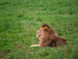 Fototapeta na wymiar Wild lion resting on the grass