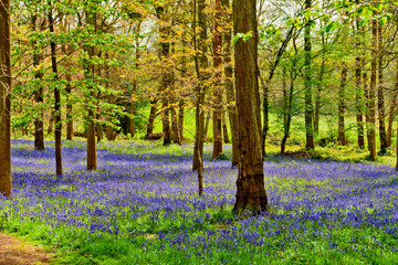 Bluebell Woods at The Spinney in Greys Court Rotherfield Greys near Henley on Thames Oxfordshire England UK