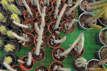 Cactus in pots.
Cactus in pot on blurry background A cactus is a member of the plant family Cactaceae, a family comprising about 127 genera with some 1750 known species of the order Caryophyllales. Th